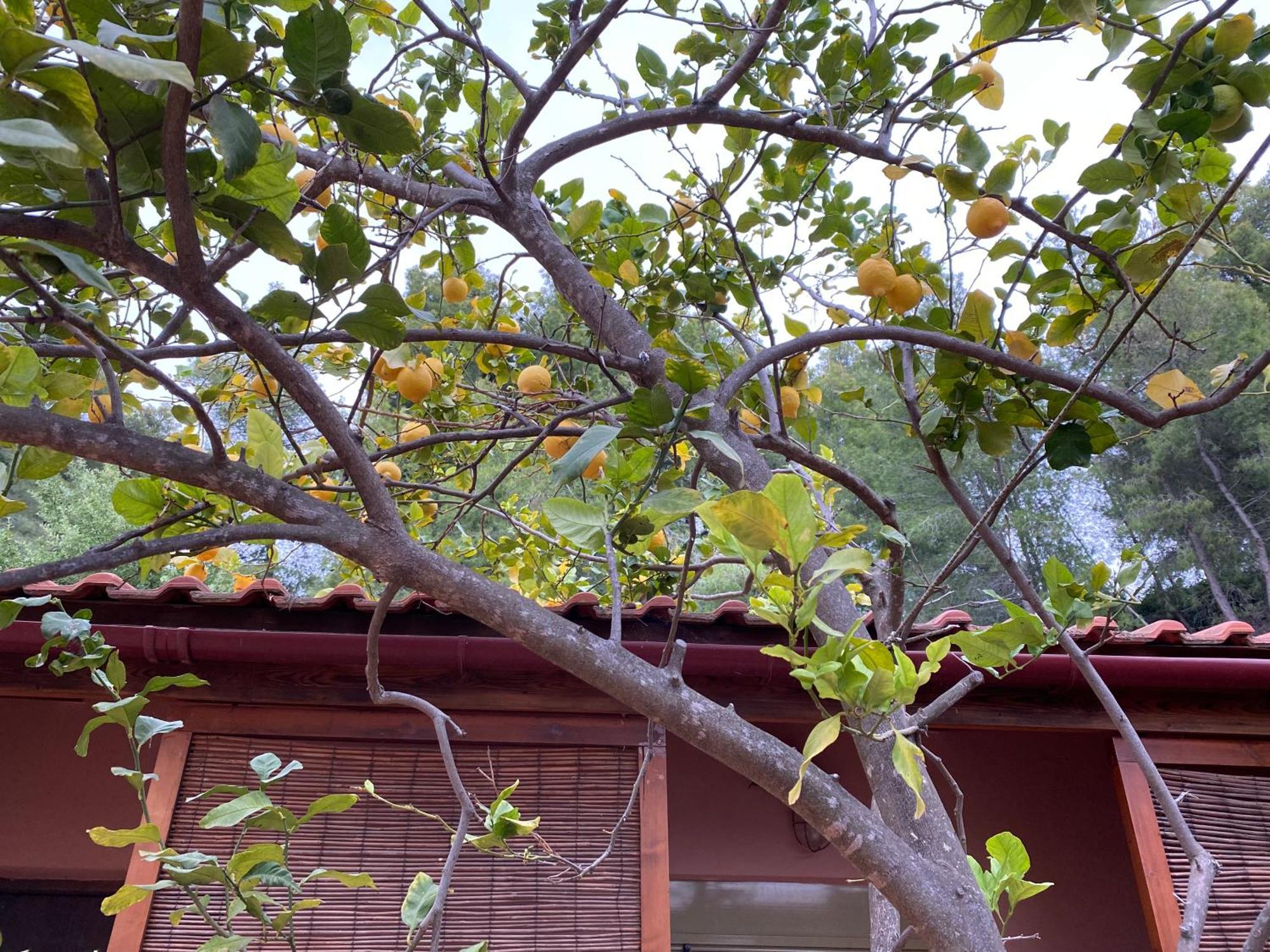 Askalosia Villa อากิโอสจอร์จิโอส ภายนอก รูปภาพ